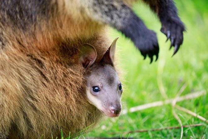 Healesville Sanctuary General Entry Ticket - Keeper talks and animal care: meeting the hospital heroes