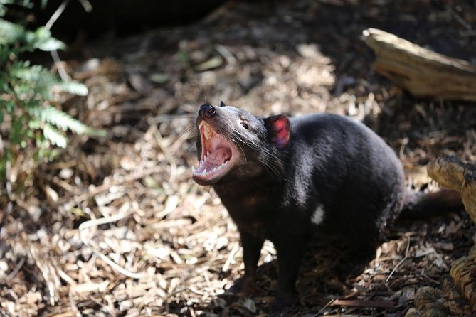 Healesville Sanctuary General Entry Ticket - Price and value: paying $40.88 for a full day of animal encounters