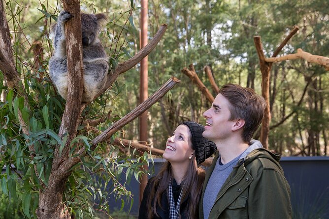 Koala Experience at Healesville Sanctuary - excl. entry - Key points at a glance