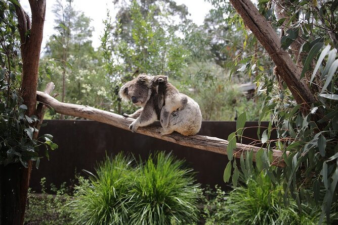Koala Experience at Healesville Sanctuary - excl. entry - Where this Koala Experience fits in your day