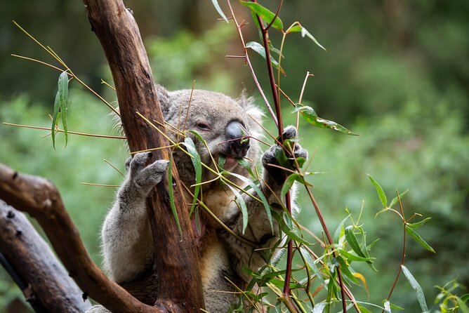 Koala Experience at Healesville Sanctuary - excl. entry - No-contact experience: what you can and cannot expect