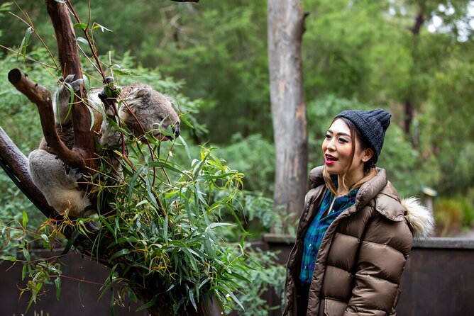 Koala Experience at Healesville Sanctuary - excl. entry - How close will you feel, and how many koalas you might see