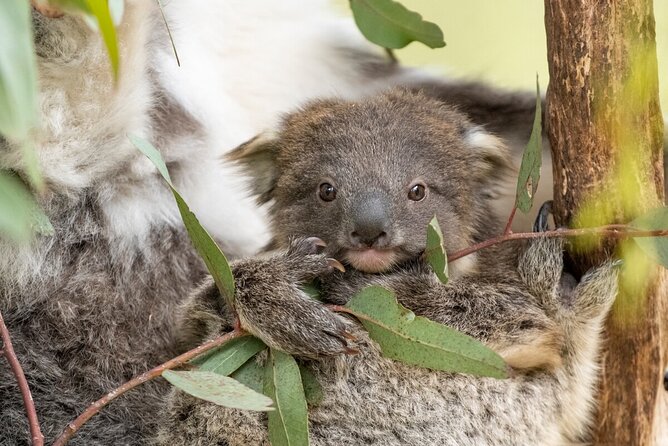 Koala Experience at Healesville Sanctuary - excl. entry - Photos and spotting behavior during a short session