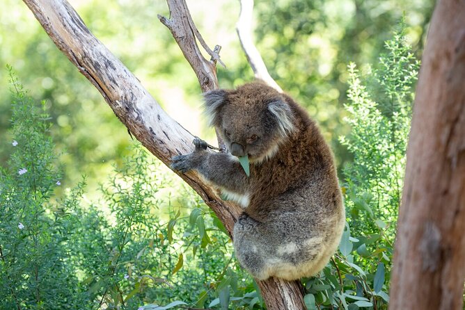 Koala Experience at Healesville Sanctuary - excl. entry - What happens when you go behind the gate