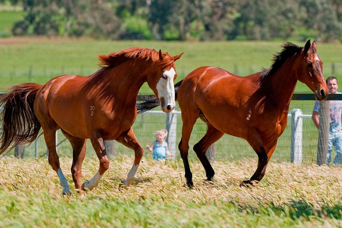 Living Legends Champion Racehorse Guided Tour - The 2-Hour Game Plan, Stable Tour to Woodlands Time