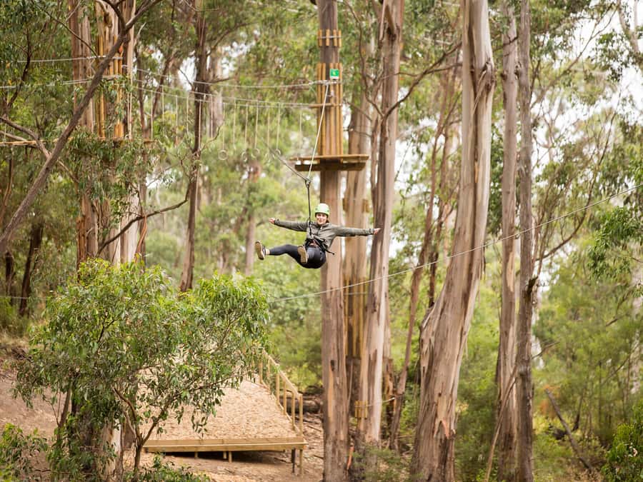 Lorne: Live Wire Park Super Circuit Ticket - Suspended Bridges and Tree-Scaling Challenges: Where Skills Get Tested