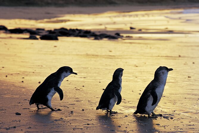 Luxury Phillip Island Tour for Families & Explorers [up to 10Pax] - Key things to know before you go