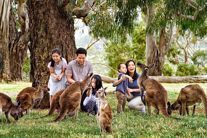 Luxury Phillip Island Tour for Families & Explorers [up to 10Pax] - A luxury-feeling Phillip Island day, built for families and explorers