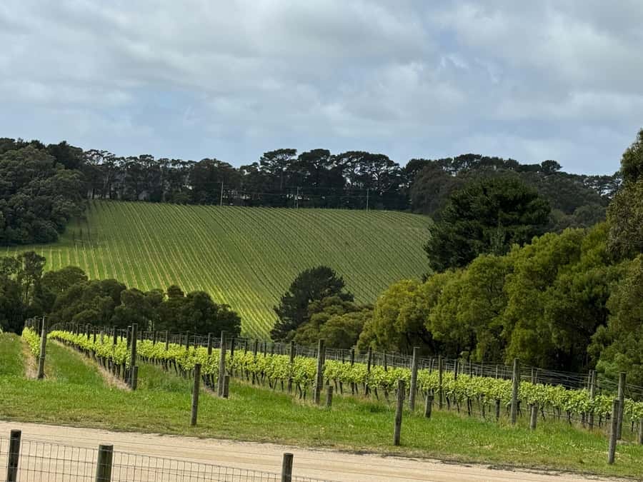 MEL: Private Yarra Valley Wine & Healesville Sanctuary Tours - Key points that make this day tick