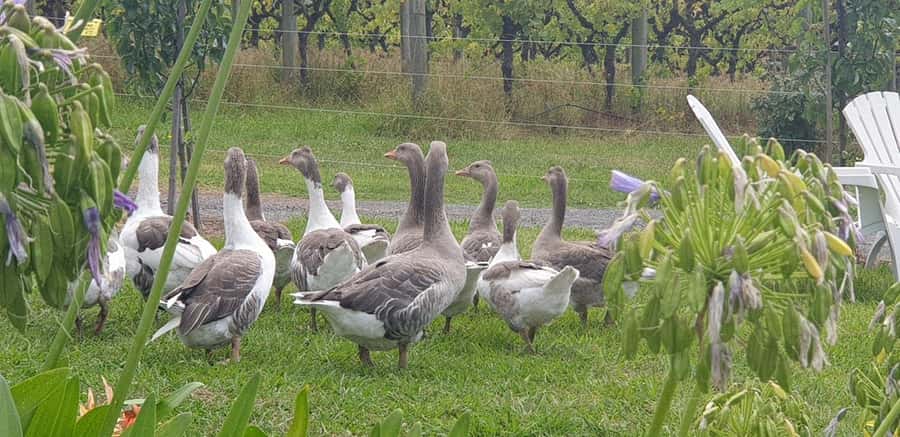 MEL: Private Yarra Valley Wine & Healesville Sanctuary Tours - From Melbourne pickup to a full Yarra Valley loop