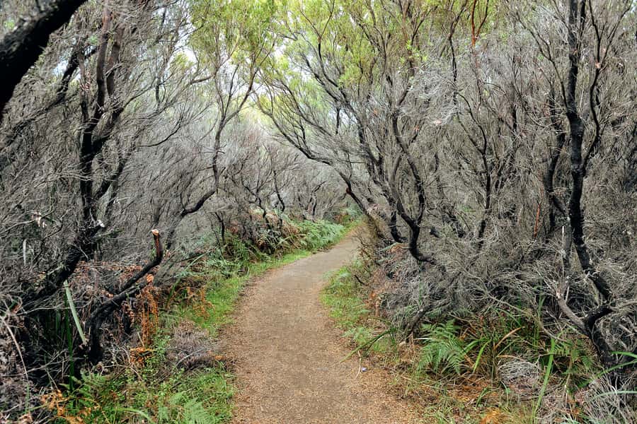 Melbourne: 12 Apostles, Otways & Great Ocean Road Day Tour - Great Ocean Road town stops: Apollo Bay, Kennett’s River, and Lorne