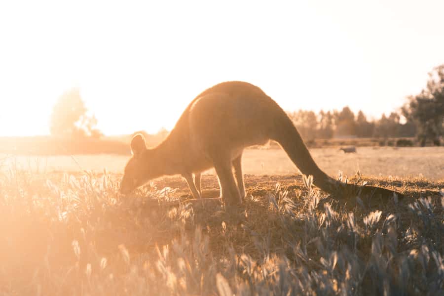 Melbourne: 12 Apostles, Otways & Great Ocean Road Day Tour - Wildlife spotting that feels intentional, not accidental