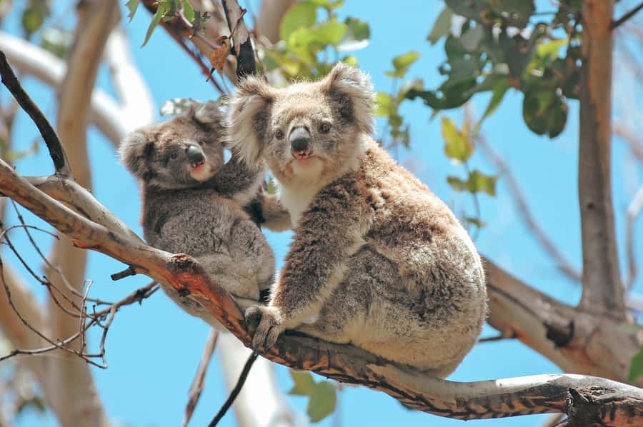 Melbourne: 12 Apostles, Otways & Great Ocean Road Day Tour - Meeting point and van day logistics that actually matter