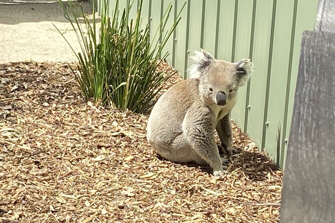 Melbourne and Moonlit Sanctuary Shore Excursion - Group size, guide style, and how flexibility shows up