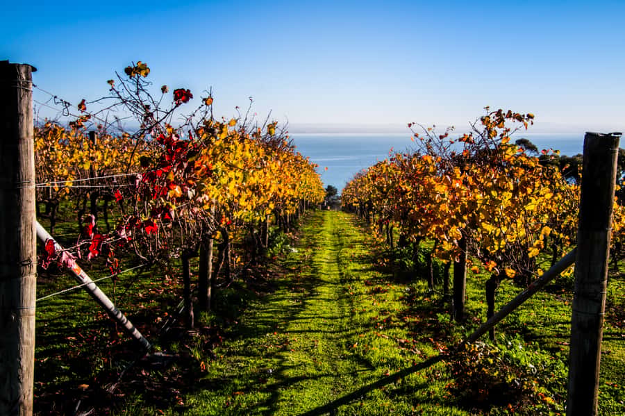 Melbourne: Around the Bay Food & Wine Taste Trail - Geelong kickoff: sea air, then the food route