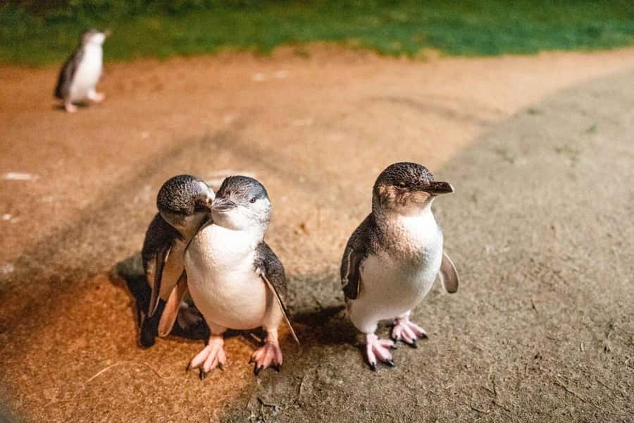 Melbourne: Boutique Phillip Island Wine, Dine & Penguin Tour - San Remo, the 30-minute gateway stop that helps you feel the coastline