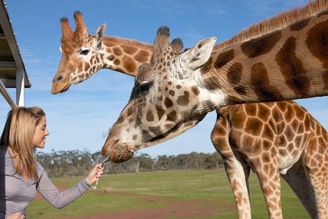 Melbourne City Card (2 Days): Visit Unlimited Attractions! - Tips to avoid wasting time with a multi-attraction card
