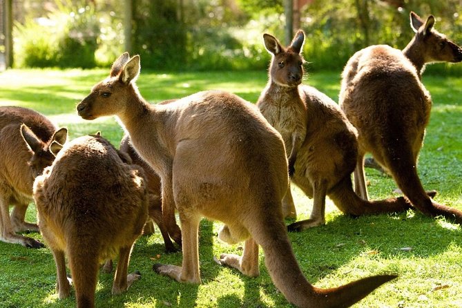Melbourne City Card (3 Days): Visit Unlimited Attractions! - The value math: $192.94 for 3 days of major tickets