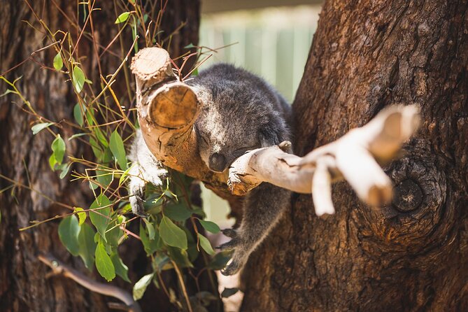 Melbourne City Tour and Phillip Island in One Day - Guides make the difference: friendly, clear, and human