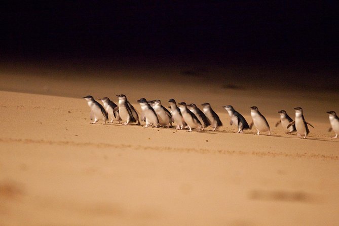 Melbourne Combo: Great Ocean Road Day Trip and Phillip Island Day Trip from Melbourne - Key things you’ll notice in this Melbourne combo