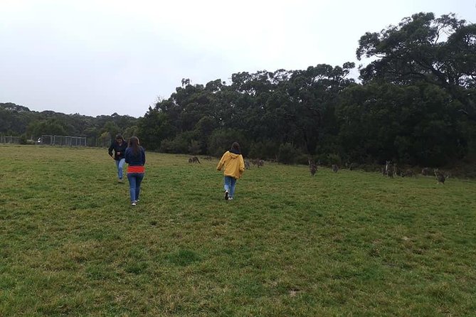 Melbourne Combo: Great Ocean Road Day Trip and Phillip Island Day Trip from Melbourne - How pickup, the small group, and the two-tour setup affect your plans