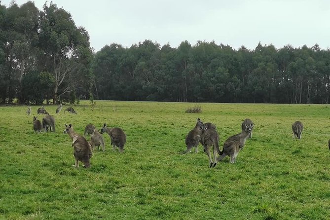 Melbourne Combo: Great Ocean Road Day Trip and Phillip Island Day Trip from Melbourne - Timing, comfort, and what to pack (especially for Great Ocean Road)