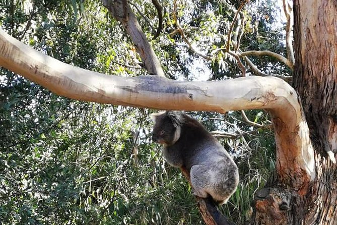 Melbourne Combo: Great Ocean Road Day Trip and Phillip Island Day Trip from Melbourne - Guide quality can make or break a packed schedule