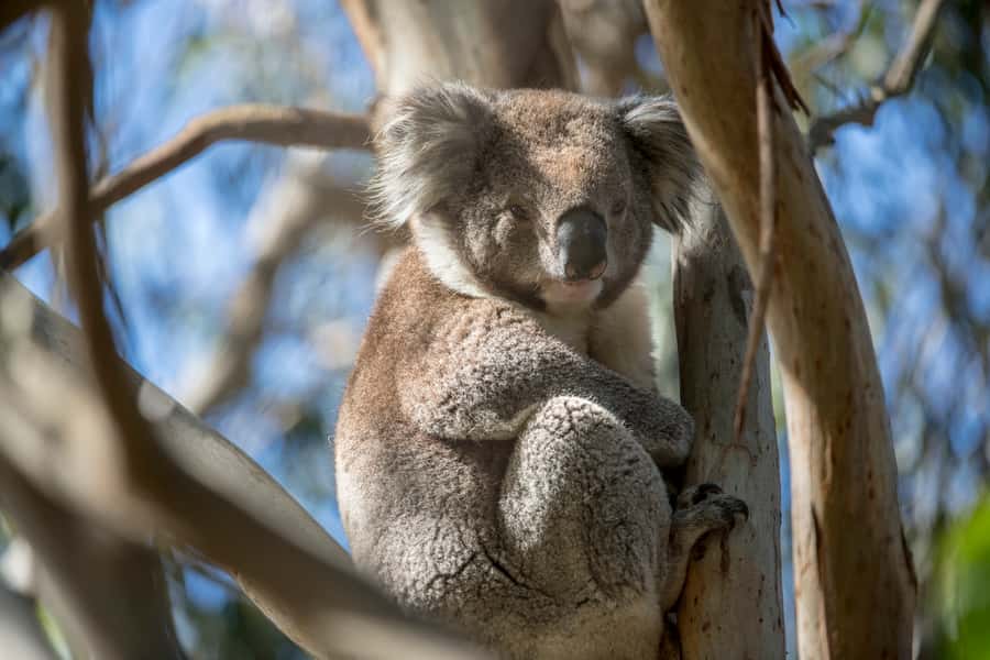 Melbourne: French and Phillip Island Wildlife Expedition - Key things you should know before you go