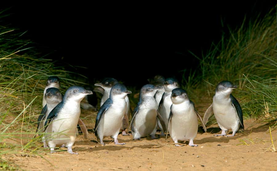 Melbourne: French and Phillip Island Wildlife Expedition - A full-day wildlife loop that actually feels like wildlife