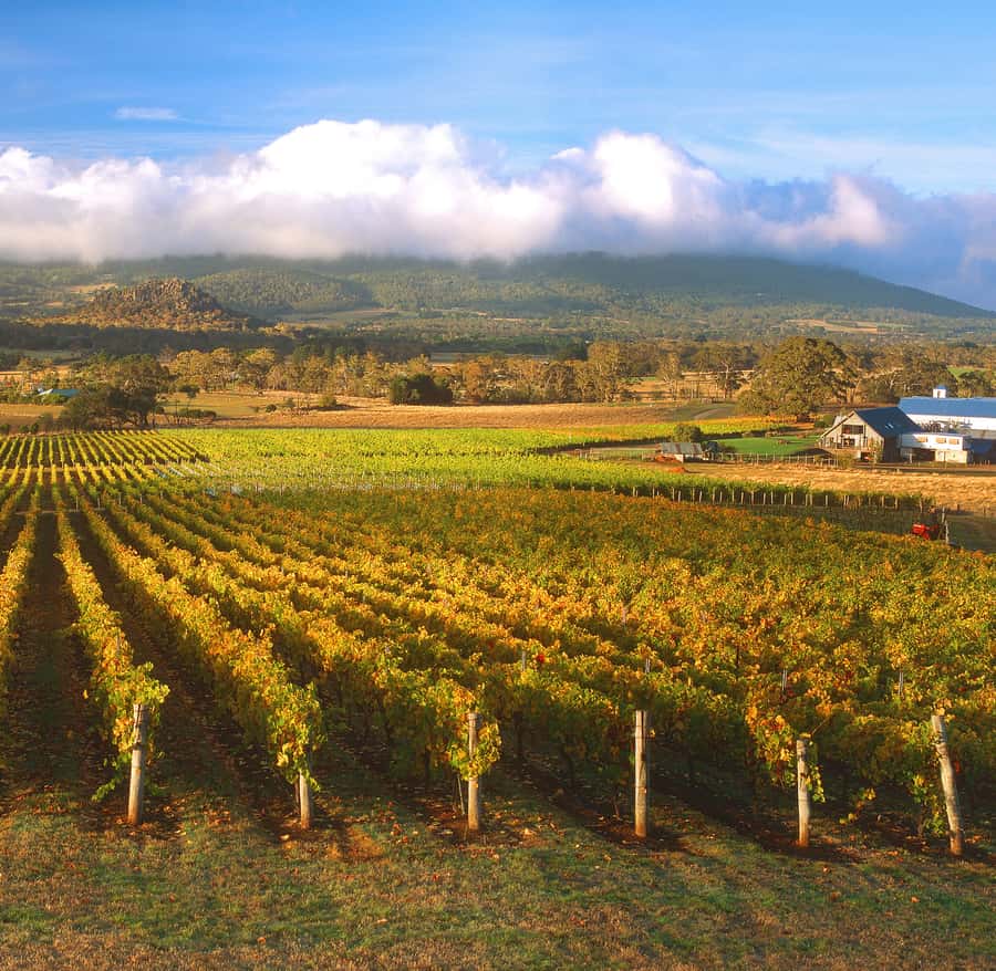 Melbourne: Full-Day Horses, Wine, and Beer Tour - Key highlights to look forward to