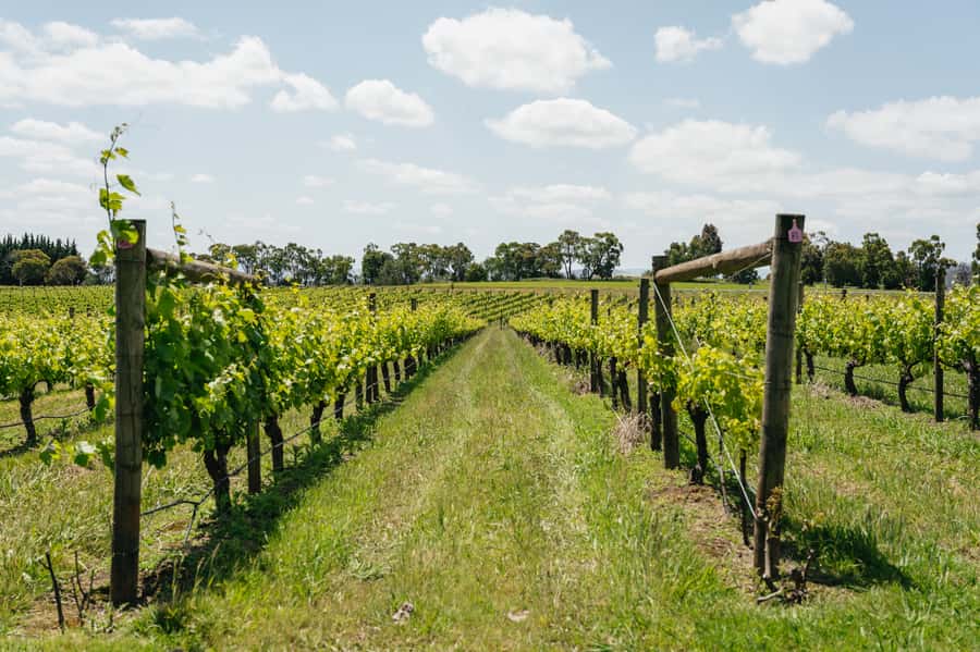 Melbourne: Full-Day Yarra Valley Wine Experience with Lunch - Leaving Melbourne: Immigration Museum Pickup and the Bus Rules