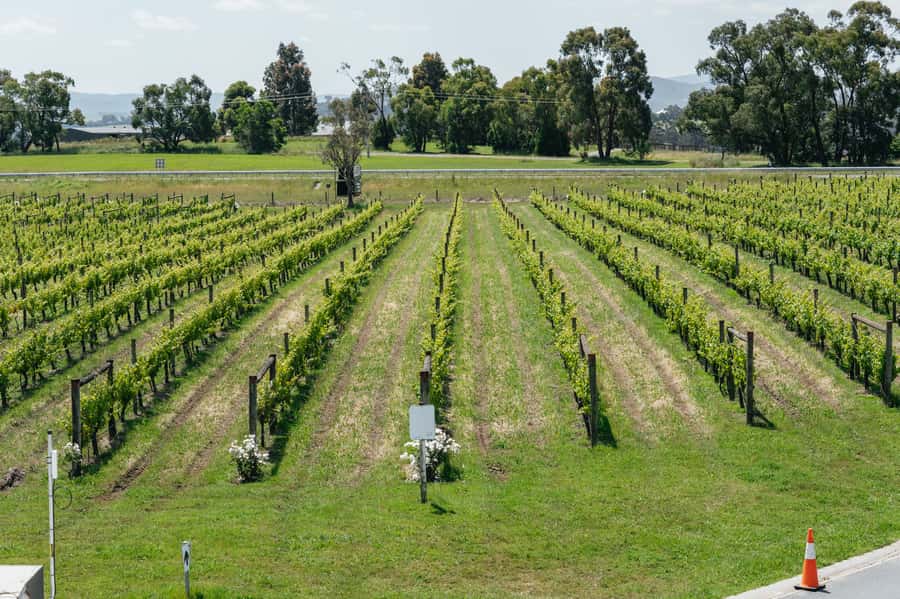 Melbourne: Full-Day Yarra Valley Wine Experience with Lunch - Guides and Group Energy: The Real Secret Ingredient