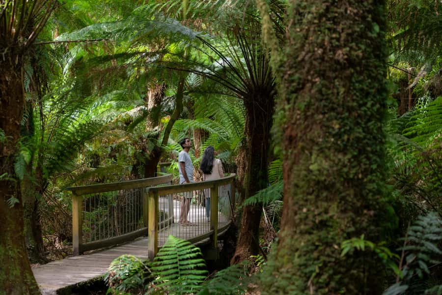 Melbourne: Great Ocean Road, 12 Apostles & Rainforest Tour - Great Ocean Road driving, Memorial Arch photos, and quick coastal-town pacing