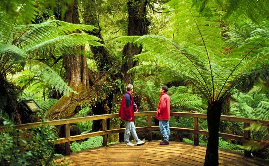 Melbourne: Great Ocean Road, Penguin Parade & Free City Tour - What’s Included, What You Bring, and How to Avoid Cost Surprises