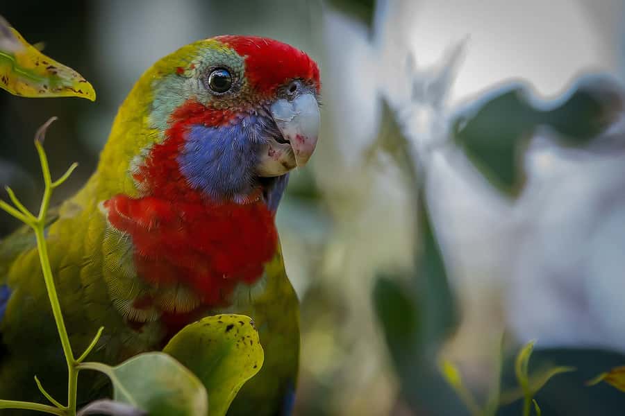 Melbourne: Great Ocean Road & Rainforest Trip - Coach Comfort, WiFi, Skip-Ticket Touches, and Guides That Keep It Moving