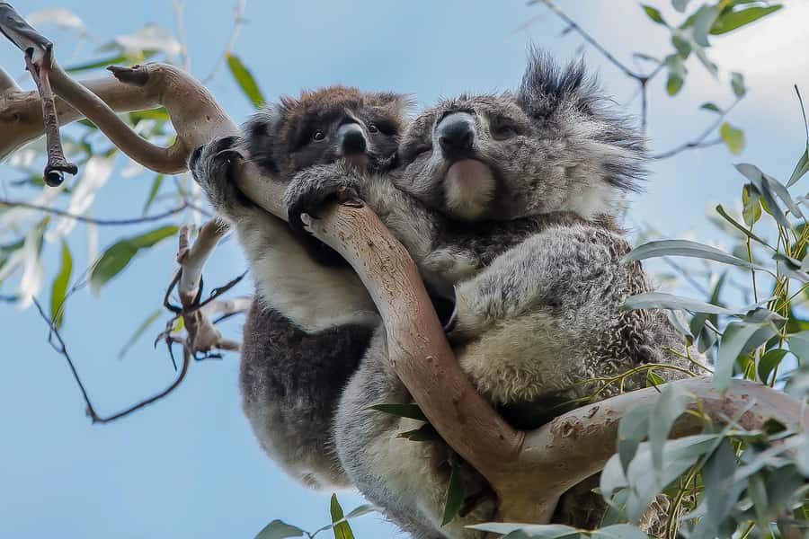 Melbourne: Great Ocean Road & Rainforest Trip - Morning Departure From Melbourne, Why Westgate Bridge Matters