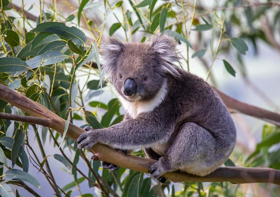 Melbourne: Great Ocean Road & Wildlife Tour for Backpackers - Key things that make this tour work