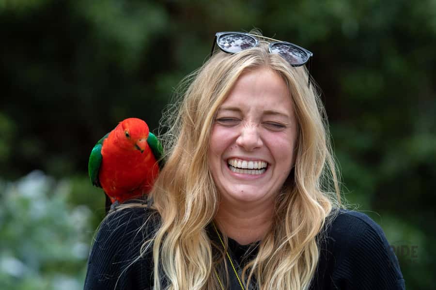 Melbourne: Great Ocean Road & Wildlife Tour for Backpackers - Great Otway National Park: koalas, native birds, and the slow art of spotting