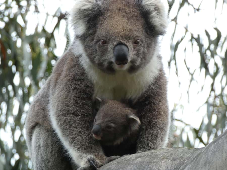Melbourne: Great Ocean Road & Wildlife Tour for Backpackers - The afternoon coast loop: Cape Pattern Lookout, Kennet River, Lorne, Memorial Arch