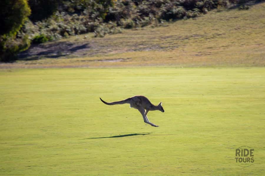 Melbourne: Great Ocean Road & Wildlife Tour for Backpackers - Spotting kangaroos in the fields: the wildlife finale