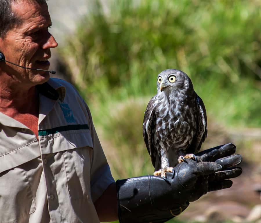 Melbourne: Healesville Sanctuary & Phillip Island Tour - Key things that make this tour worth your time
