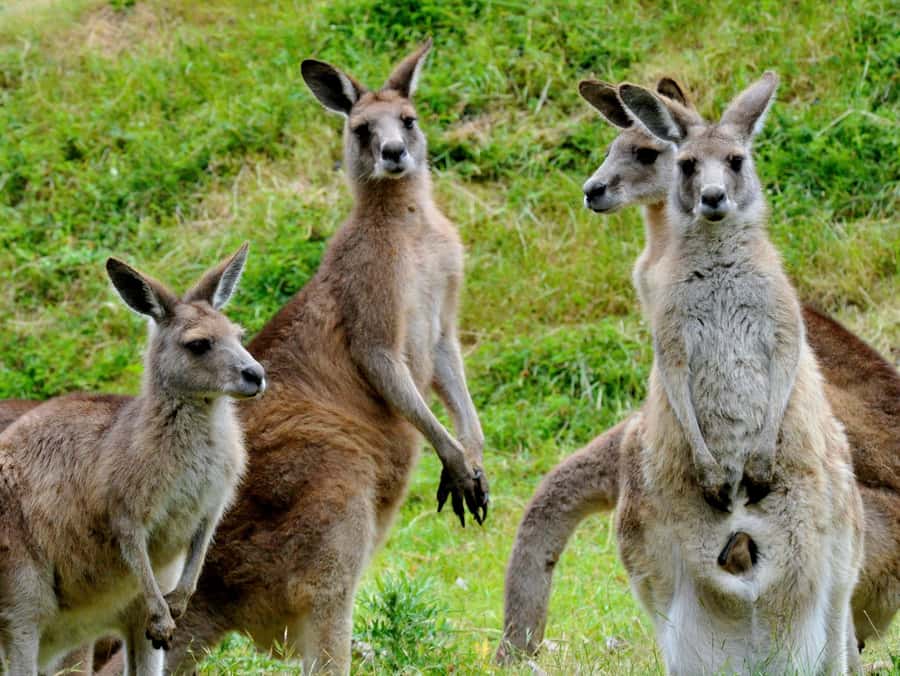 Melbourne: Healesville Sanctuary & Phillip Island Tour - Nobbies Blowhole, Seal Rock, and the boardwalk views