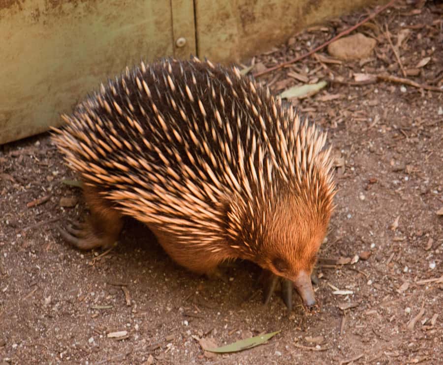Melbourne: Healesville Sanctuary & Phillip Island Tour - Flinders chocolate samples, plus a realistic refuel plan