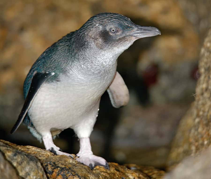 Melbourne: Healesville Sanctuary & Phillip Island Tour - Price and value: is $125 per person a fair deal?