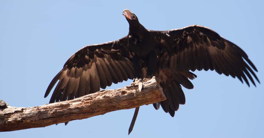 Melbourne: Healesville Sanctuary & Phillip Island Tour - Small print that can affect the day