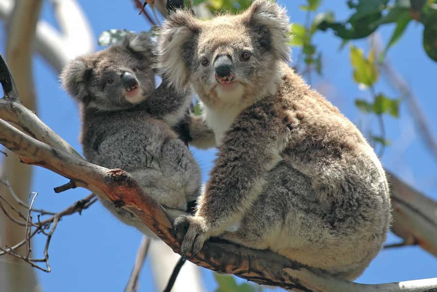 Melbourne: Healesville Sanctuary & Phillip Island Tour - Getting there from Melbourne CBD without stress
