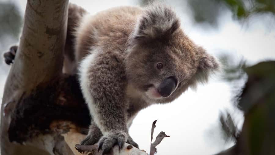 Melbourne: Moonlit Sanctuary and Brighton Beach Boxes Tour - Moonlit Sanctuary: 2 hours of koalas, wallabies, and more