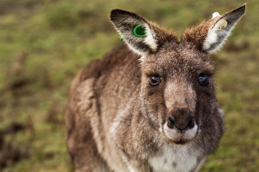 Melbourne: Mornington Peninsula & Hot Springs Tour 8 pax max - Packing for the Peninsula: What to Bring and What to Avoid