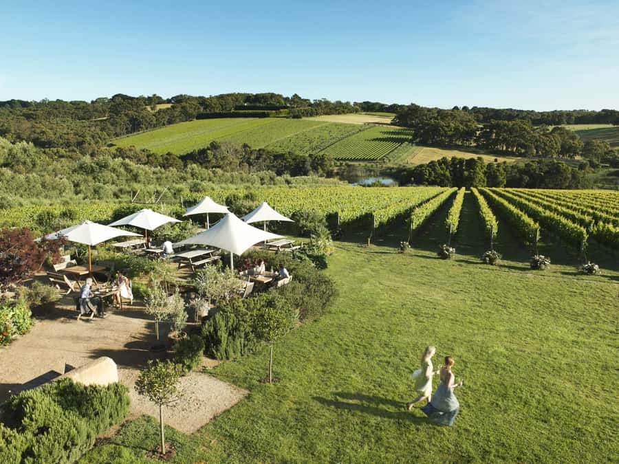 Melbourne: Mornington Peninsula Wine Day Tour - Yabby Lake Vineyard: cool-climate wines and a 120-acre story