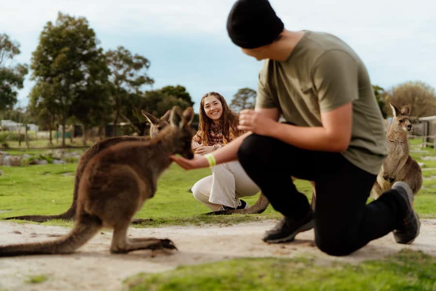 Melbourne: Penguin Parade , Koala & Brighton Bathing Boxes - Key things that make this day trip worth it